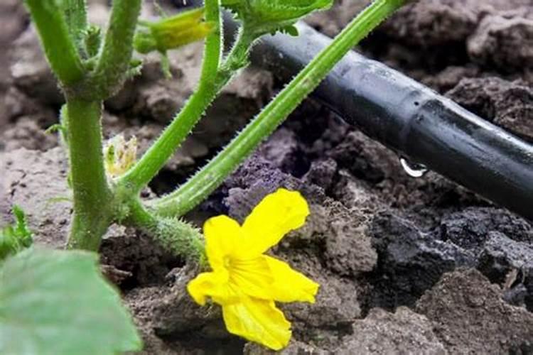 黄瓜几天一浇水几天一施肥