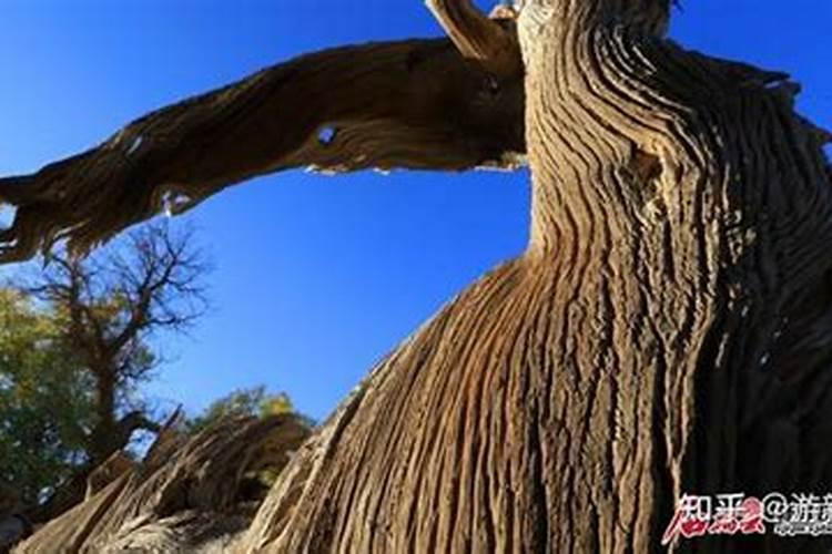 荔枝嫁接苗种植什么时候淋肥