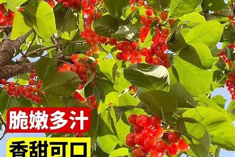 樱桃树底肥用什么肥料比较好？