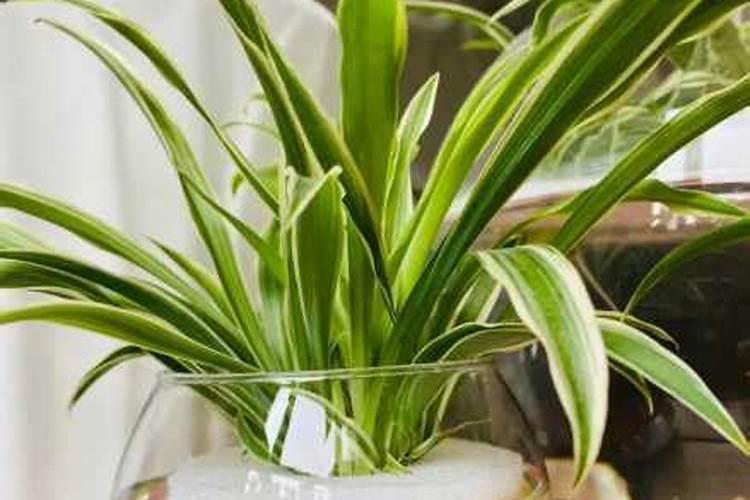 绿萝吊兰浇灌什么肥水叶片油绿光亮