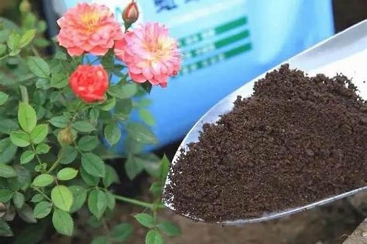 蔷薇花施肥过多死了咋办