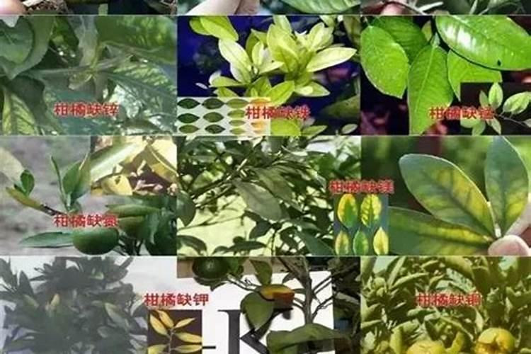 泡香菇的水可以浇花吗