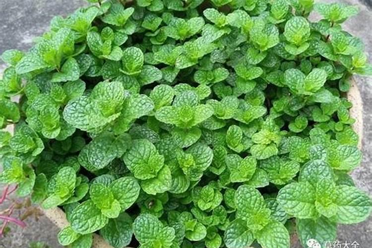 养薄荷的注意事项