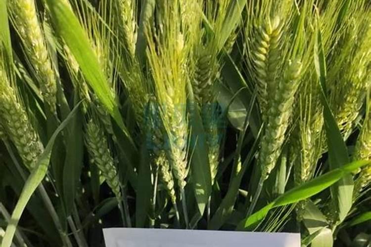 小麦灌浆期喷叶面肥可提高产量吗