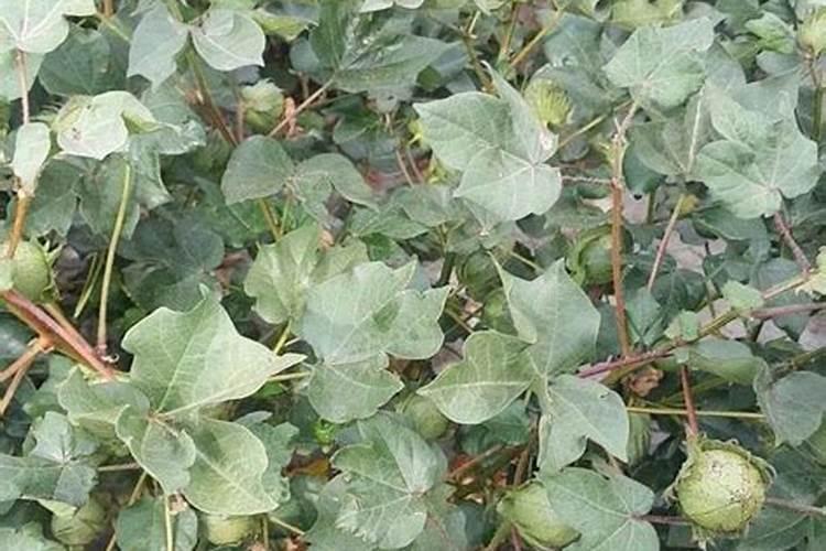 一六年棉花怎样种植才能高产