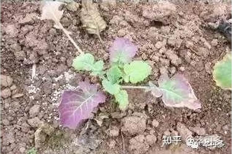 水稻缺磷要怎样施肥？