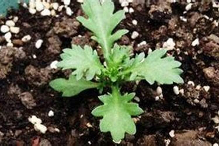 买了些黑黄豆,请问怎么吃才好呢