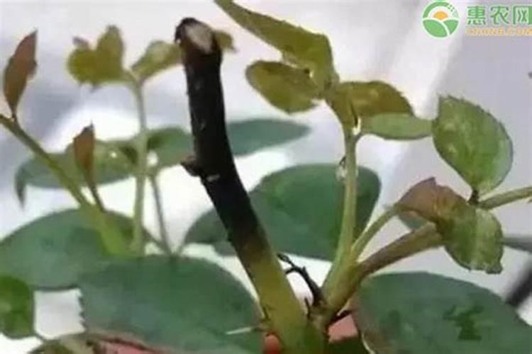 黑黄豆营养价值