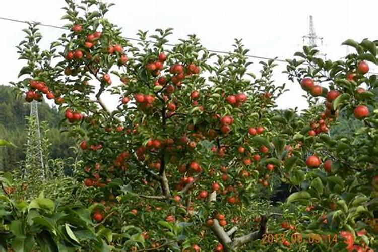 秦皇岛生产的腐植酸尿素是国标吗？