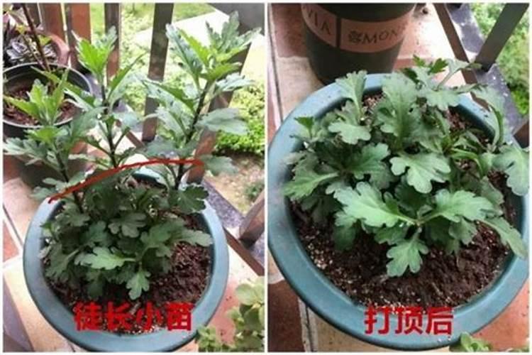 如何让菊花的花枝粗壮
