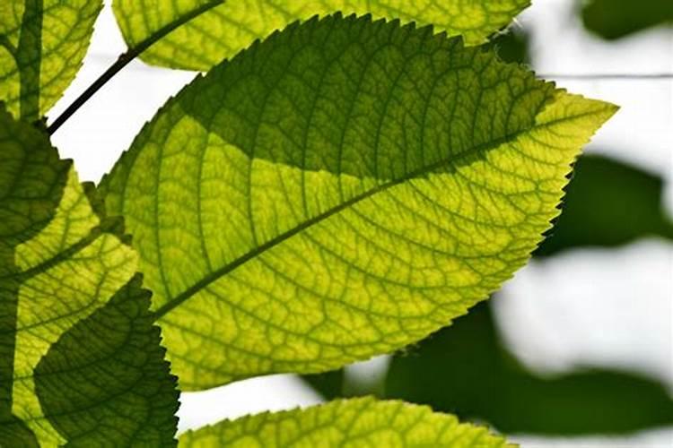 樱桃树果实着色前施什么肥？