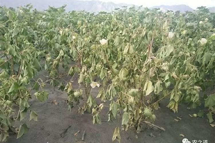 棉花蕾铃脱落的原因是什么