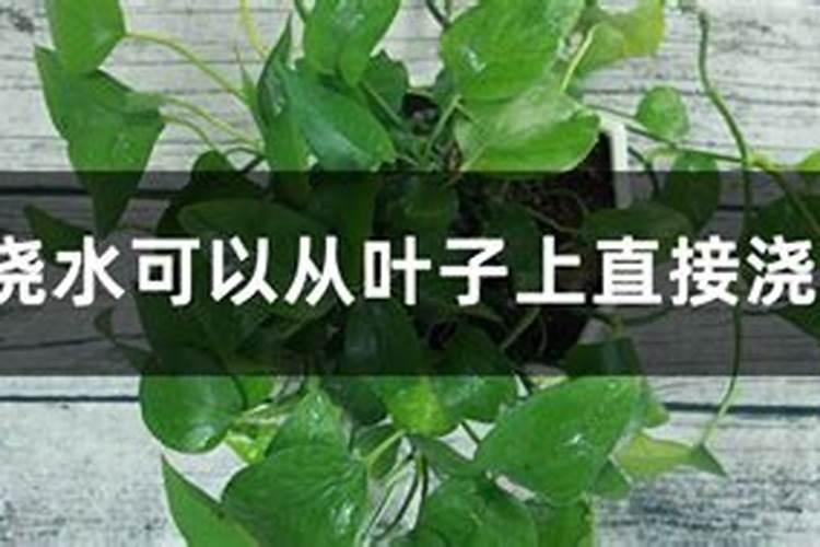 绿萝多长时间施肥多长时候换土