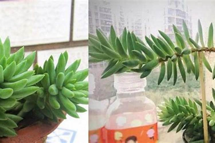 多肉植物能喷磷钾肥吗