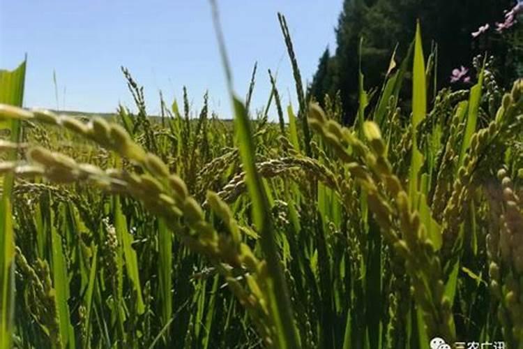 腐熟的液肥是什么肥