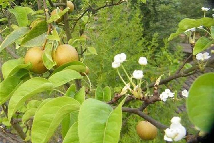 梨树什么时候施肥料最好