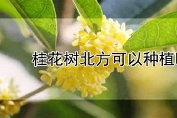 绿风速液态氮肥的具体使用方法和建议