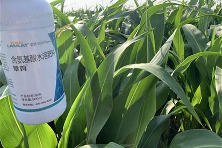 甜瓜育苗期多少天