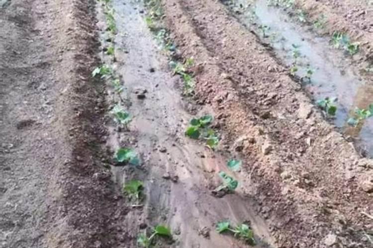 气温在0度以下 什么肥料有效？