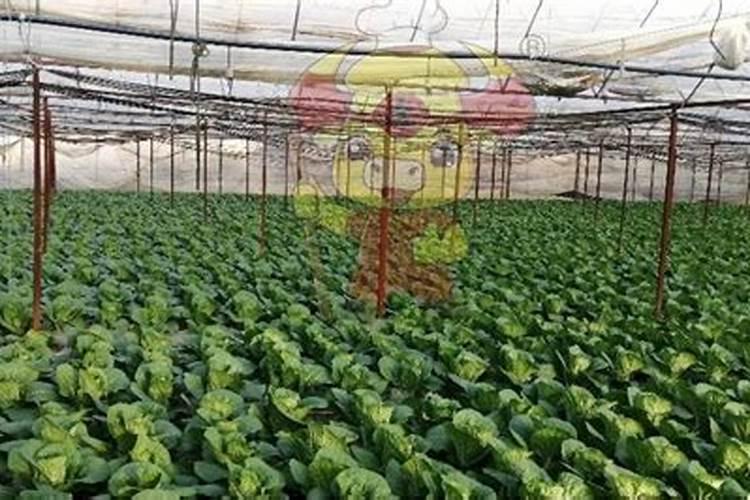 山东江北大化肥业有限公司怎么样？