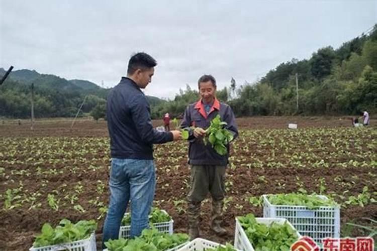 油菜移栽的十大禁忌