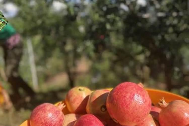 石榴施肥的最佳时间 石榴树什么时间施肥合适