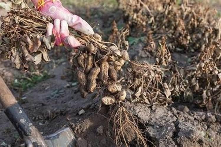 花生发生烂果,是什么原因造成的,要如何防治呢？