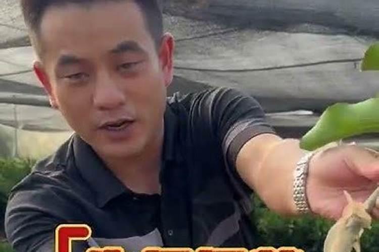 柑橘苗木果树种植管理 柑橘怎么养殖好