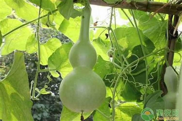 种葫芦用什么肥料好