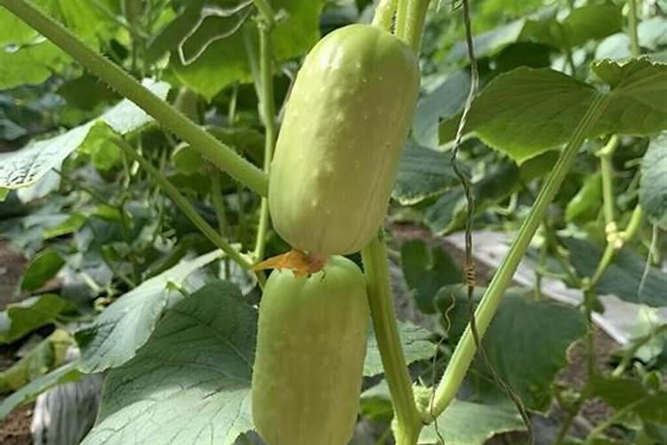 为什么燕白黄瓜吃起来总是有点苦味呢,要用什么肥他才不苦