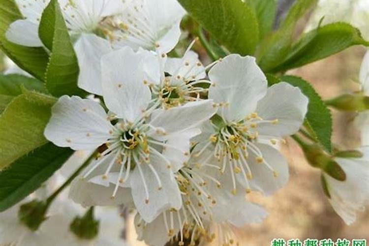 大棚樱桃为什么会隔年结果 有什么解决措施