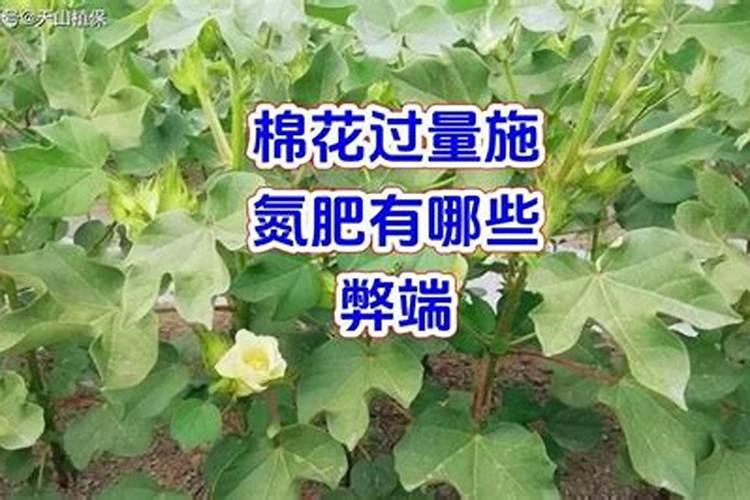 棉花需求什么化肥