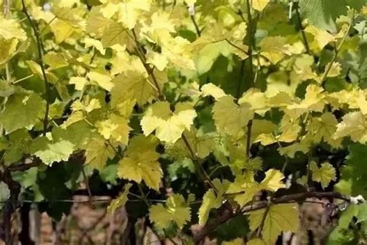 葡萄转色期施什么肥 葡萄转色期施啥肥