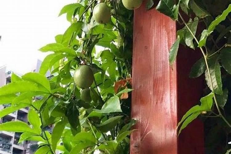 桃树结果需要什么肥料