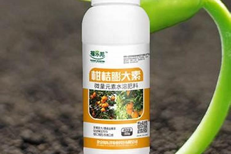 冬季柑橘施肥技术技巧