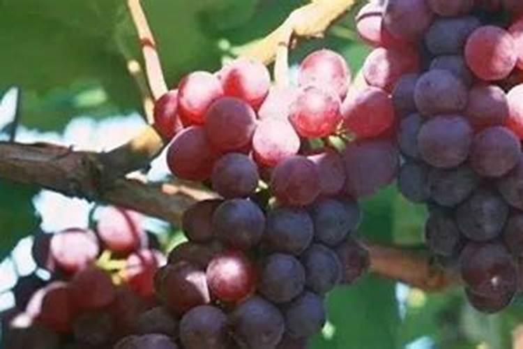 葡萄开花前施什么肥料最好