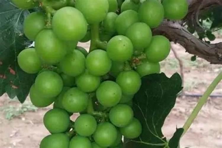 葡萄萌芽期施什么肥葡萄萌芽期施什么肥好