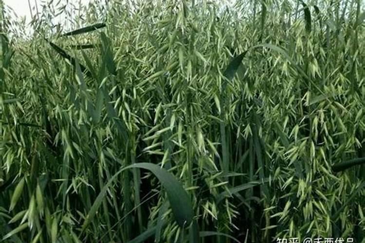 葡萄花芽分化时应多施什么肥料