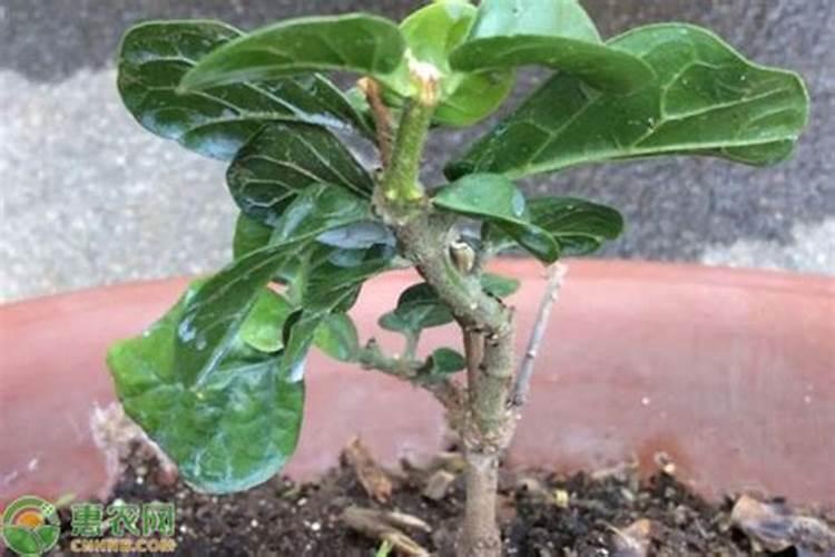 虎头茉莉冬天怎么养