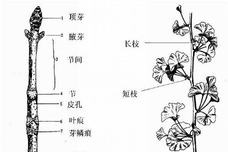 用什么肥促进植物茎杆分支分化