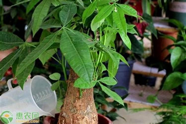 发财树怎么养护用什么肥生根 发财树如何养护用什么肥生根