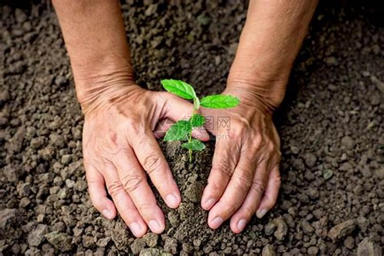 种植物需要哪些肥料