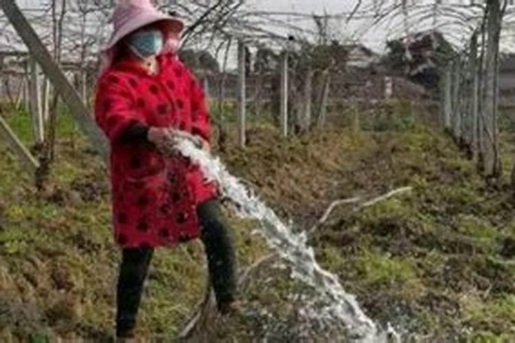 阳光玫瑰的施肥方案