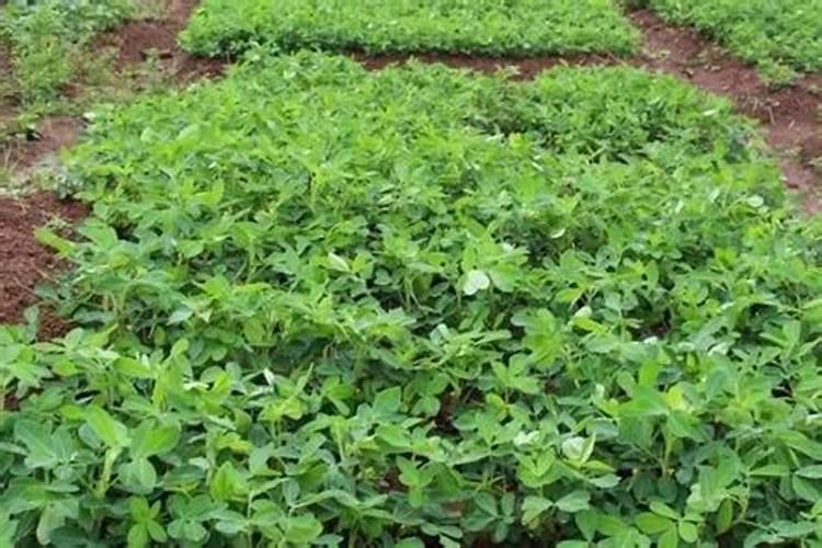 花生开花下针期。施什么肥