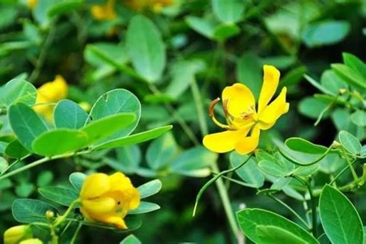 花生应该在什么时候追肥？应该如何追肥？