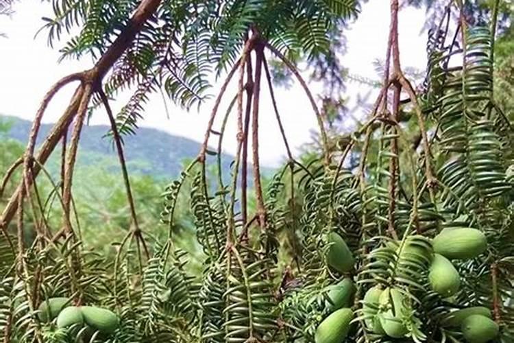 种草莓苗怎么管理