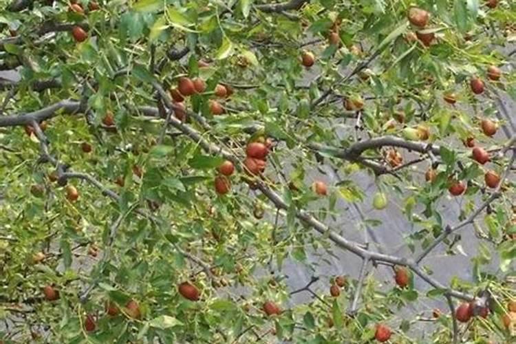 牡丹吊兰啥时候换盆好 牡丹吊兰换盆后怎么养护