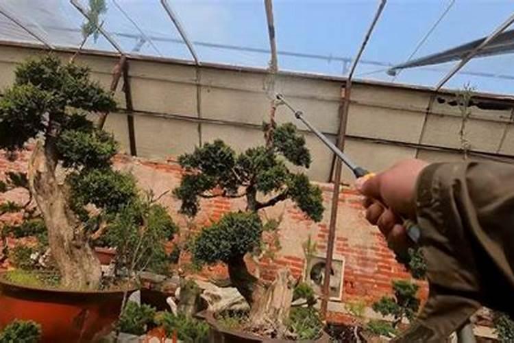 蓝靛果日常养护常识