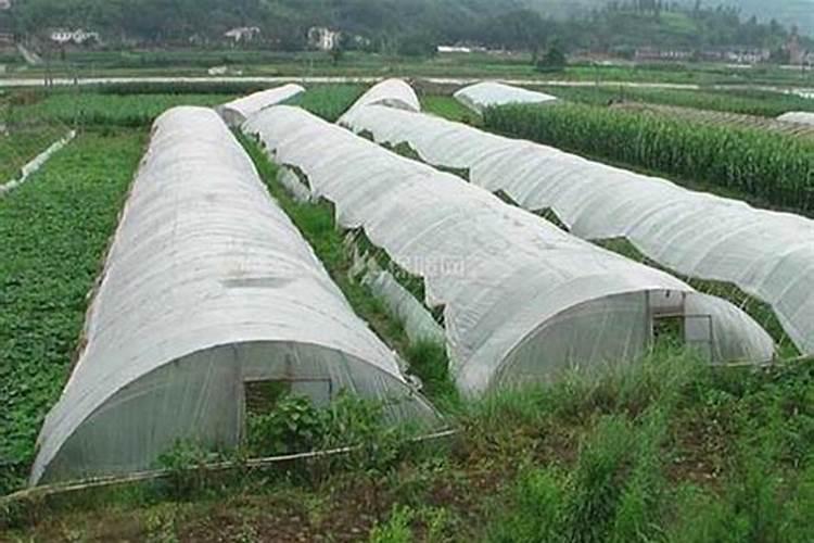 蔬菜怎样施用锌肥？