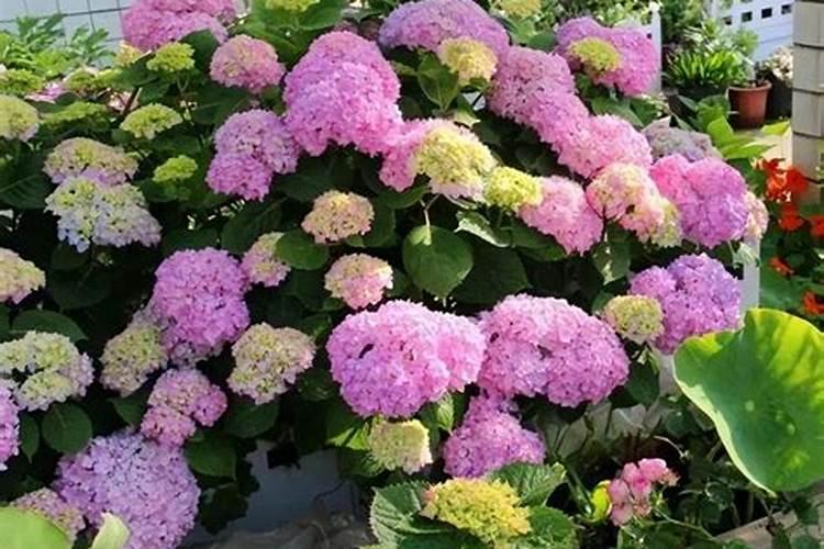 如何养花施肥 养花施肥的正确方式